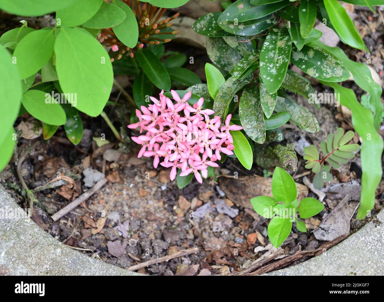 Un groupe de fleurs de géranium de jungle rose avec des feuilles sur une plante en ciment Ixora coccinea Banque D'Images