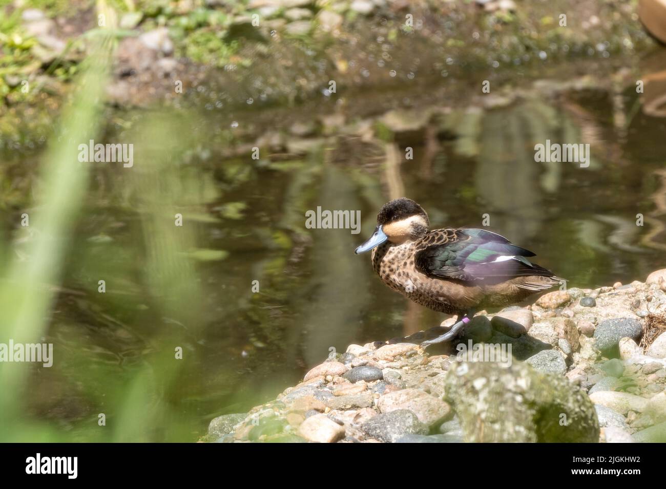 Un canard captif de Meller, Anas melmeri. Une espèce de canard qui s'abblent au zoo de Jersey. Banque D'Images