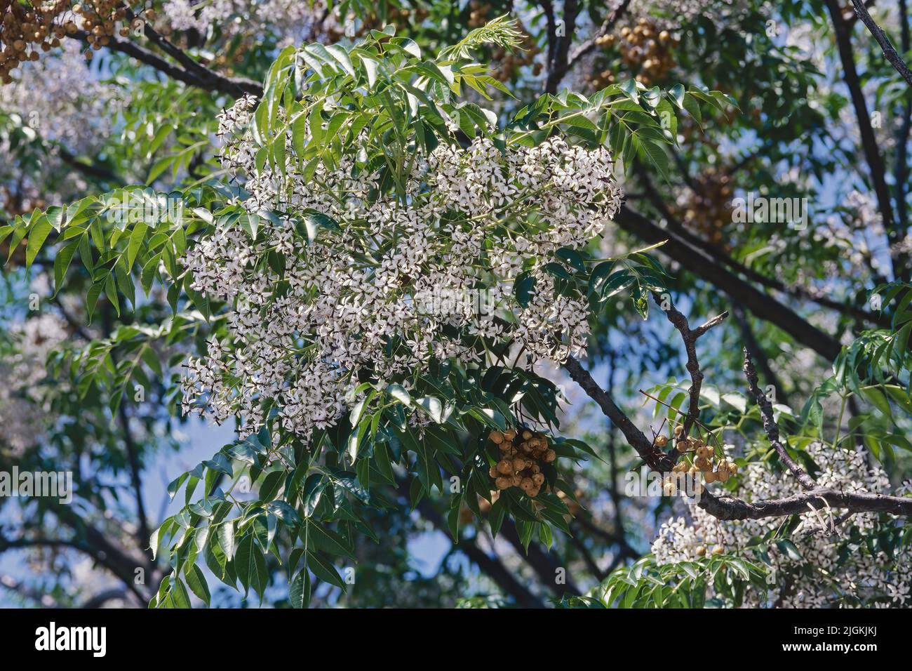 chinaberry en fleur, fleurs, feuilles et vieux fruits Banque D'Images