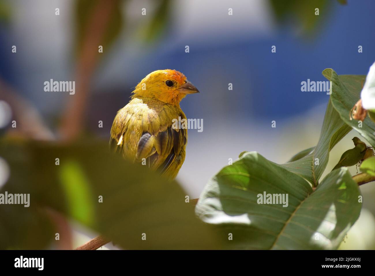 Canarinhos (sicalis flaveola) Banque D'Images