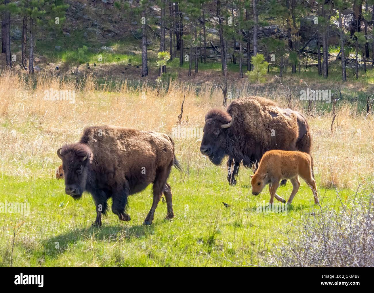 American Bison ou Buffalo avec des veaux dans oCuster State Park, Dakota du Sud, États-Unis Banque D'Images