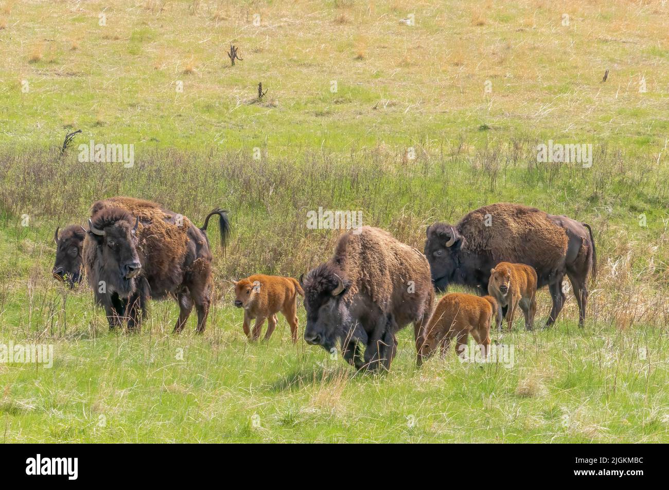 American Bison ou Buffalo avec des veaux dans oCuster State Park, Dakota du Sud, États-Unis Banque D'Images