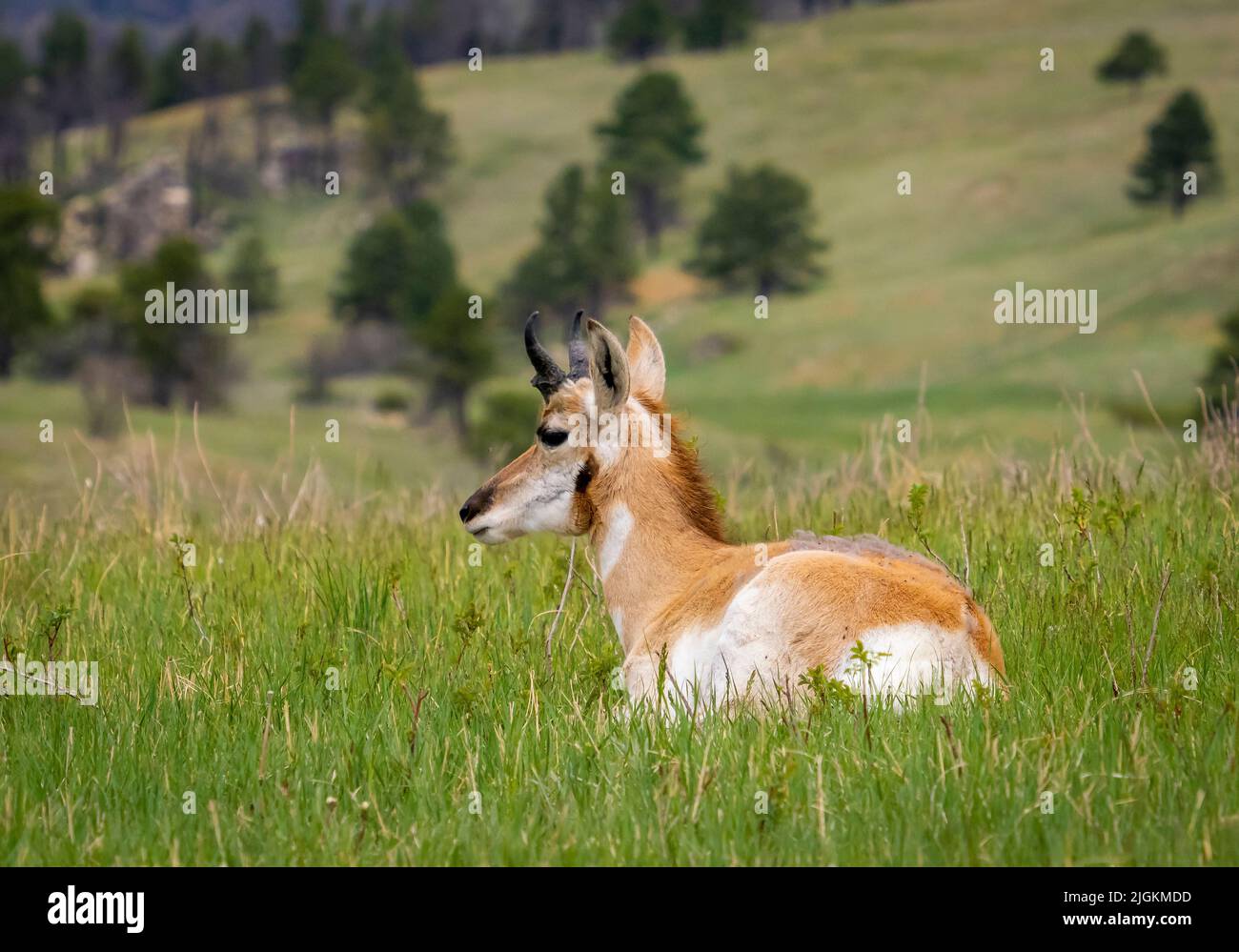 Pronghorn ou Antelope dans le parc national de Custer, dans le Dakota du Sud des États-Unis Banque D'Images