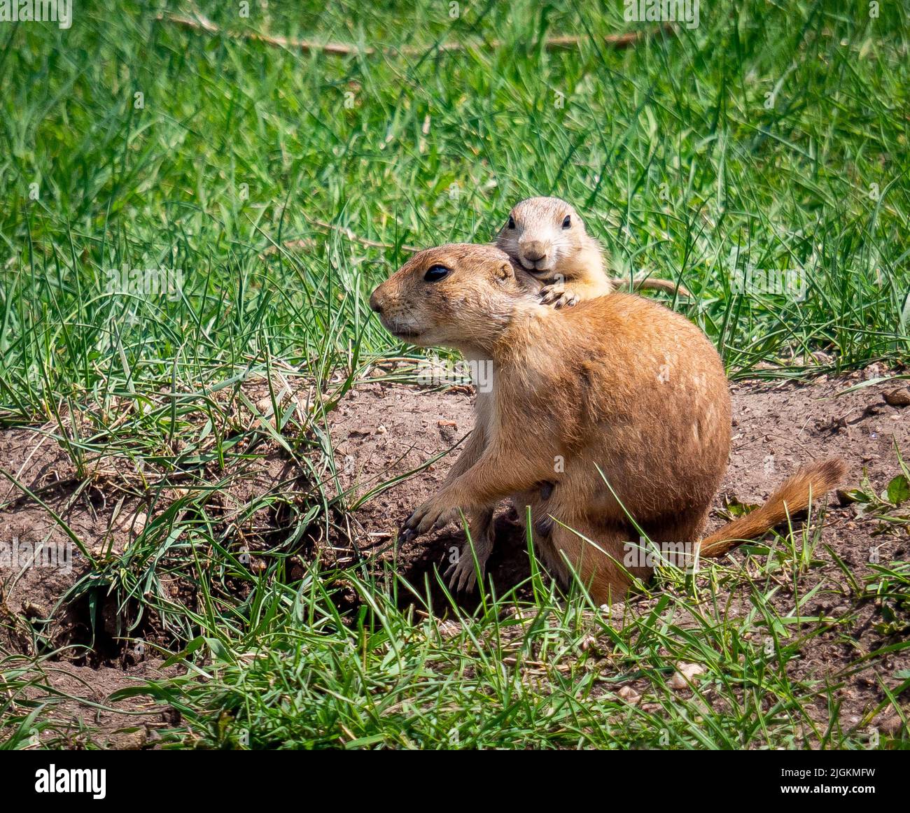 Prairie Dogs à Roberts Prairie Dog Town sur Sage Creek Rim Road dans le parc national Badlands, Dakota du Sud, États-Unis Banque D'Images