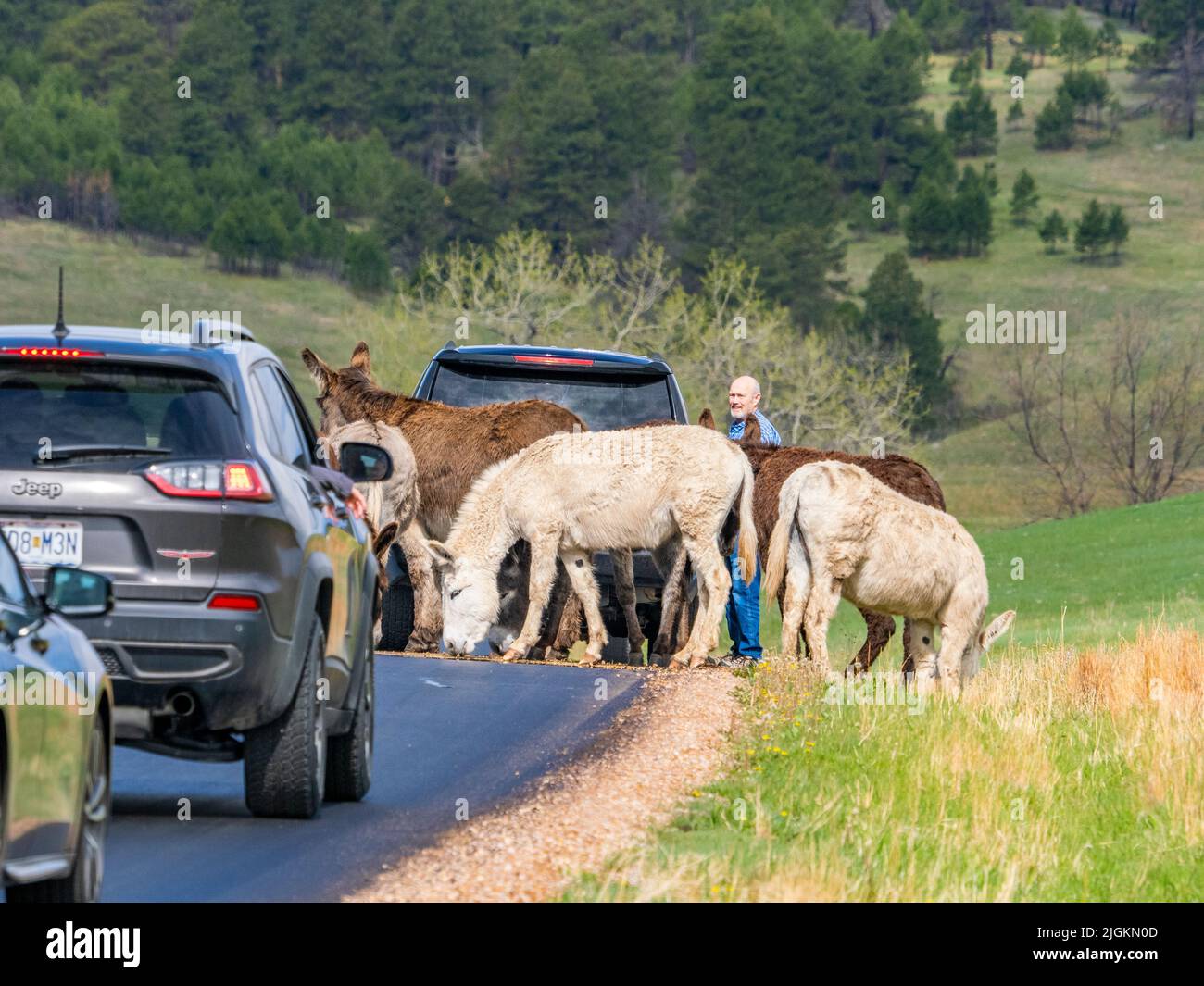 Des burros sauvages ou des ânes sur la route Wildlife Loop qui bloquent la circulation dans le parc national Custer, dans le Dakota du Sud, aux États-Unis Banque D'Images