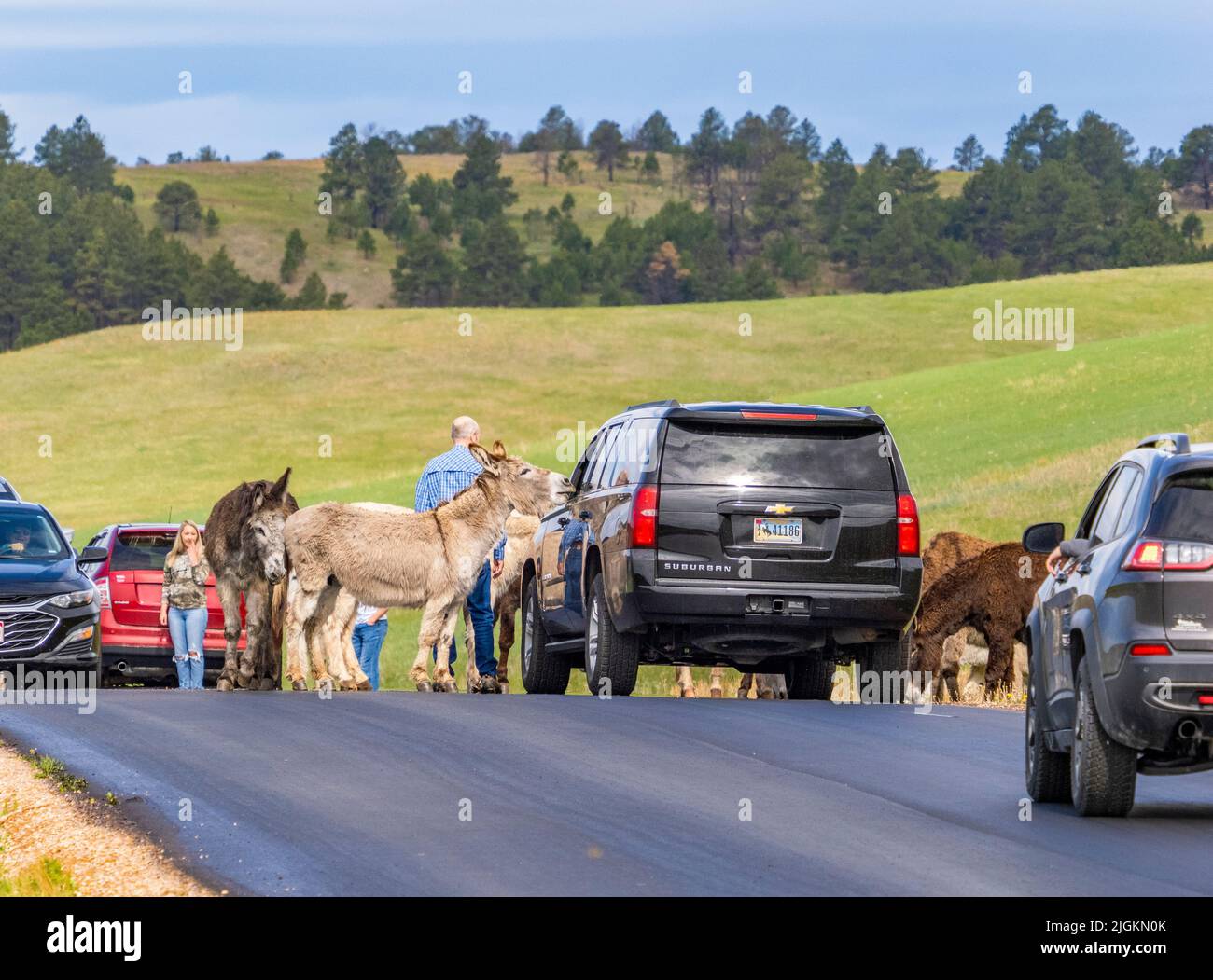 Des burros sauvages ou des ânes sur la route Wildlife Loop qui bloquent la circulation dans le parc national Custer, dans le Dakota du Sud, aux États-Unis Banque D'Images