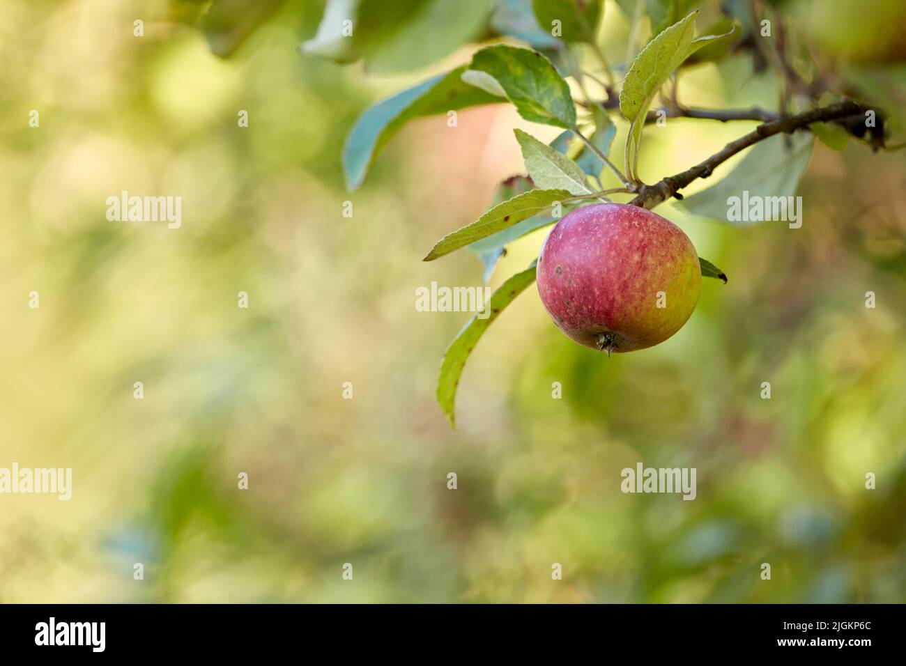 Pommes savoureuses et belles. Une photo de pommes savoureuses et belles. Banque D'Images
