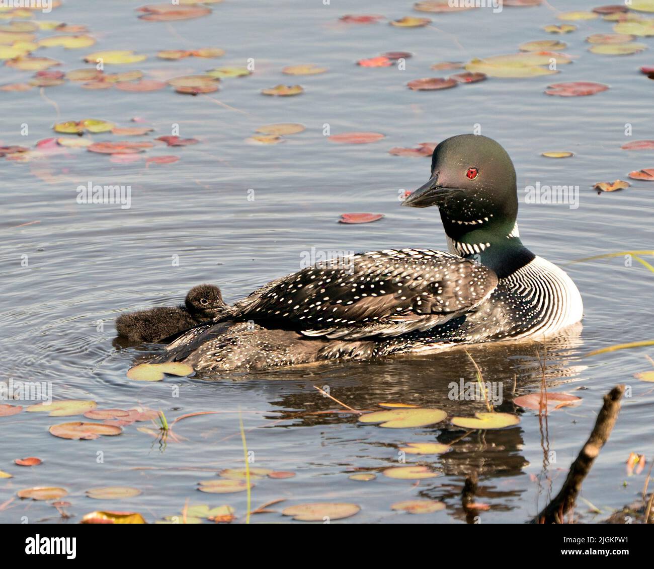 Le Loon commun et le huard à poussins nageant dans l'étang et célébrant la nouvelle vie avec des coussins de nénuphars dans leur environnement et leur habitat environnant. Loon Banque D'Images