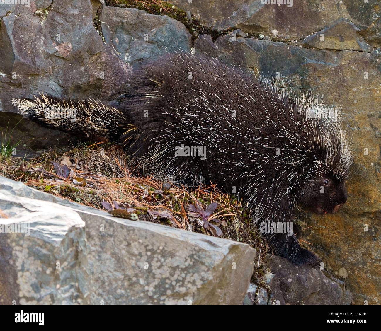 Porcupine vue de près dans la forêt avec une grande roche et de la mousse entourant et l'habitat affichant ses épines pointues et de couleur brune. Banque D'Images