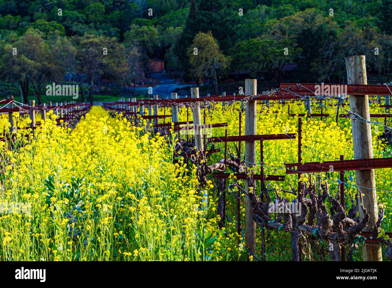 Les plants de moutarde fleurissent entre les Rows of Vineyard, dans la vallée de Dry Creek, en Californie, aux États-Unis Banque D'Images
