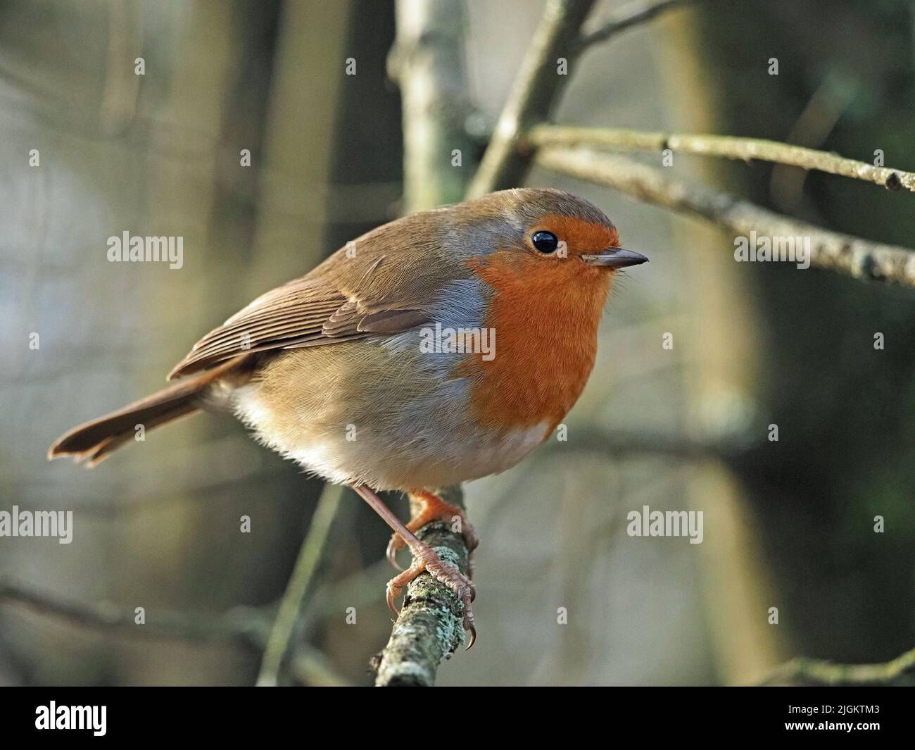 Iconique Robin ou Robin Redbreast (erithacus rubecula) en hiver perchée sur Twigg Cumbria, Angleterre, Royaume-Uni Banque D'Images