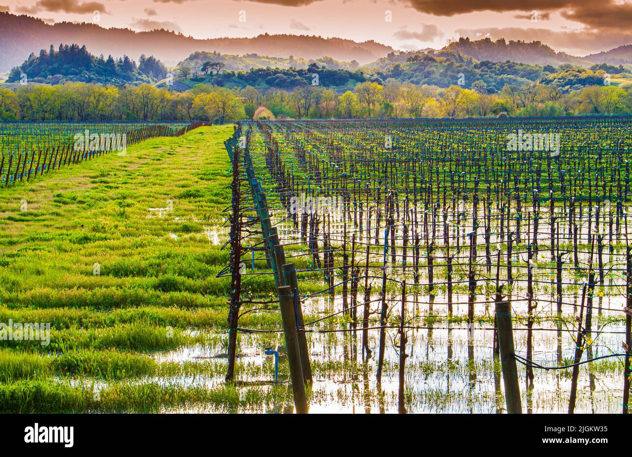 Eau debout dans Vineyard avec Rolling Hills au loin, Dry Creek Valley, Healdsburg, Californie, États-Unis Banque D'Images