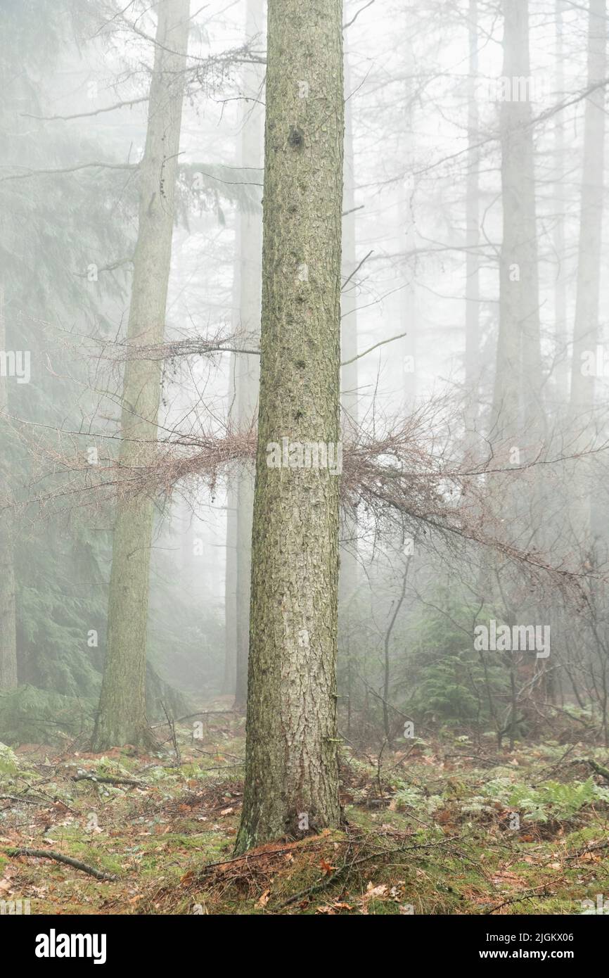 Forêt dans les Maures de North York avec brume Banque D'Images