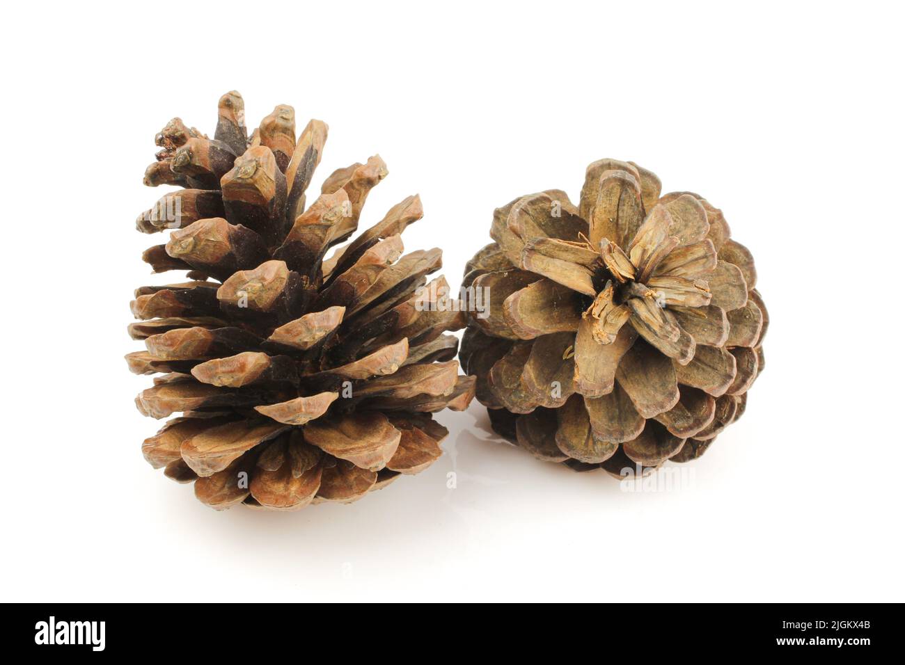 Paire de cônes de pin marron isolés sur fond blanc Banque D'Images
