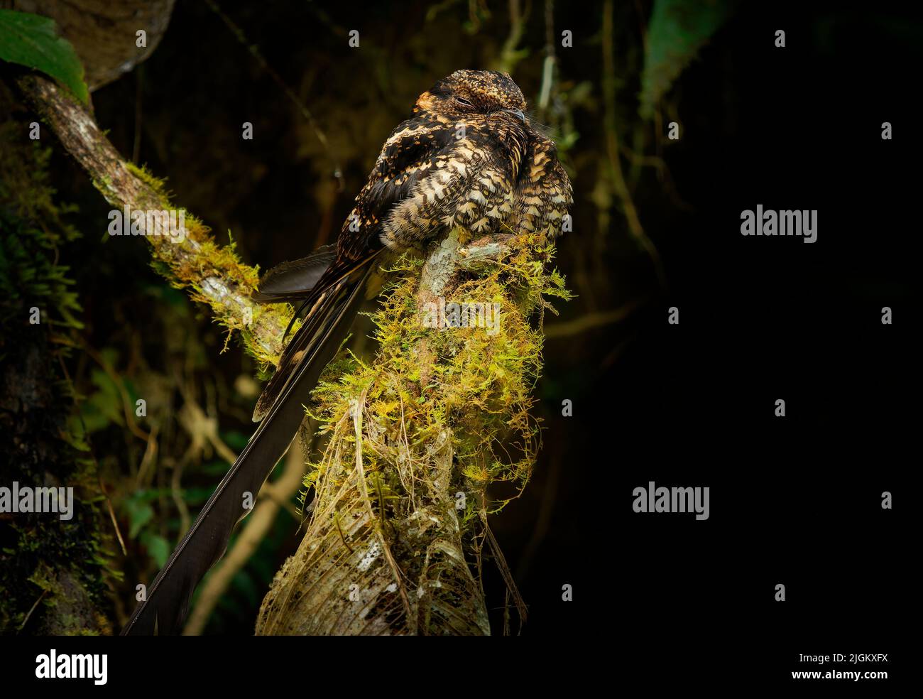Nightjar à queue de lyre - Uropsalis lira oiseau brun à queue très longue chez les Caprimulgidés, trouvé en Argentine, Bolivie, Colombie, Equateur, Pérou et Venezu Banque D'Images