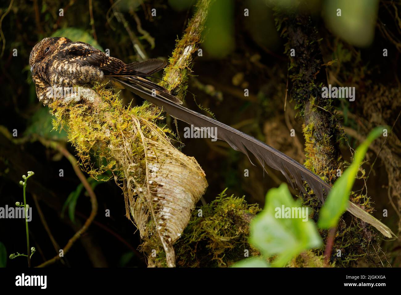 Nightjar à queue de lyre - Uropsalis lira oiseau brun à queue très longue chez les Caprimulgidés, trouvé en Argentine, Bolivie, Colombie, Equateur, Pérou et Venezu Banque D'Images