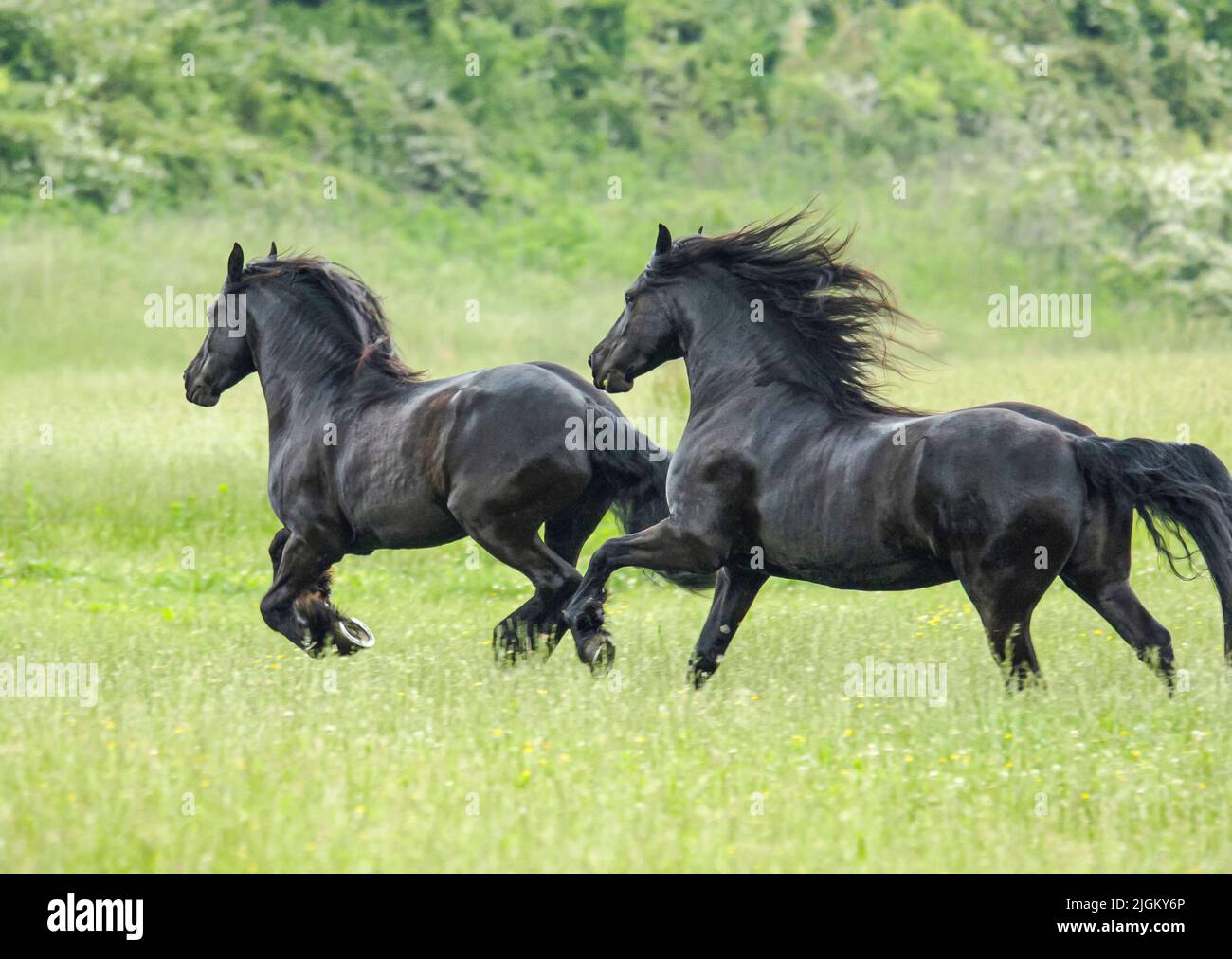 Paire de mares de cheval de Frise dans un écrin d'herbe luxuriante Banque D'Images