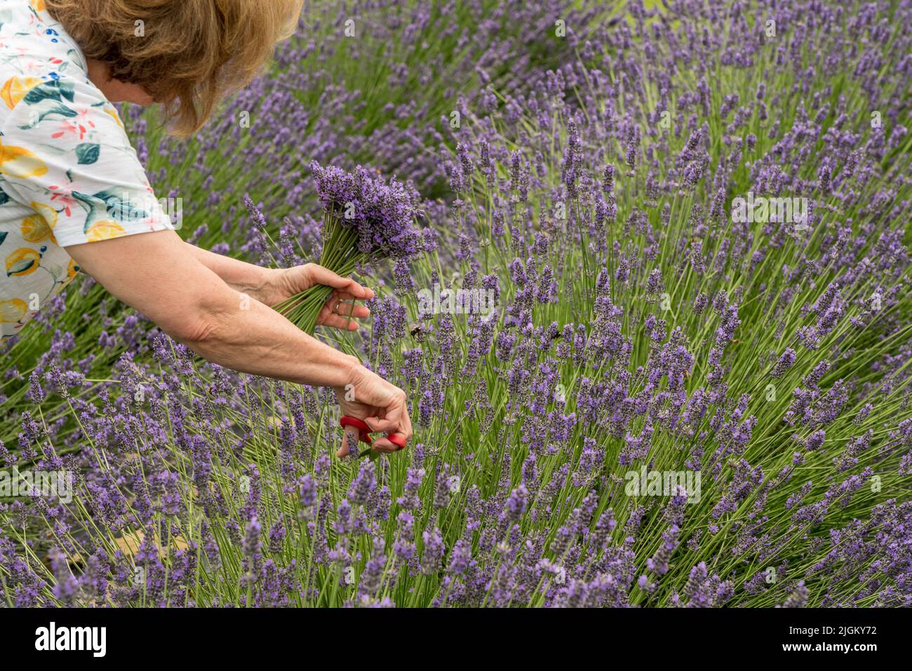 Femme coupant un bouquet de plantes de lavande en fleur d'une ferme de lavande Banque D'Images