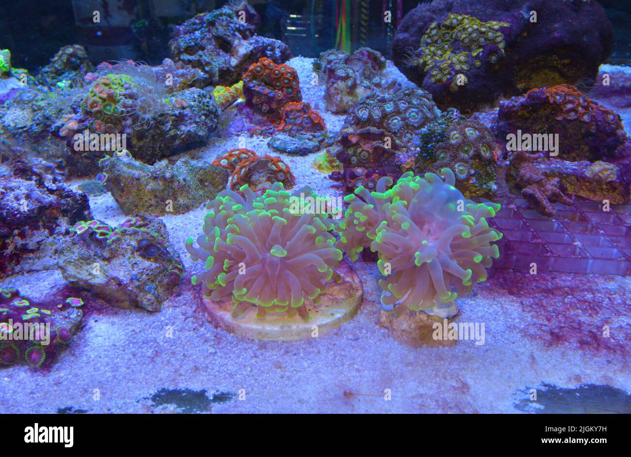 Récif, aquarium marin avec coraux et poissons. Les coraux des polypes de Zoanthus. Banque D'Images