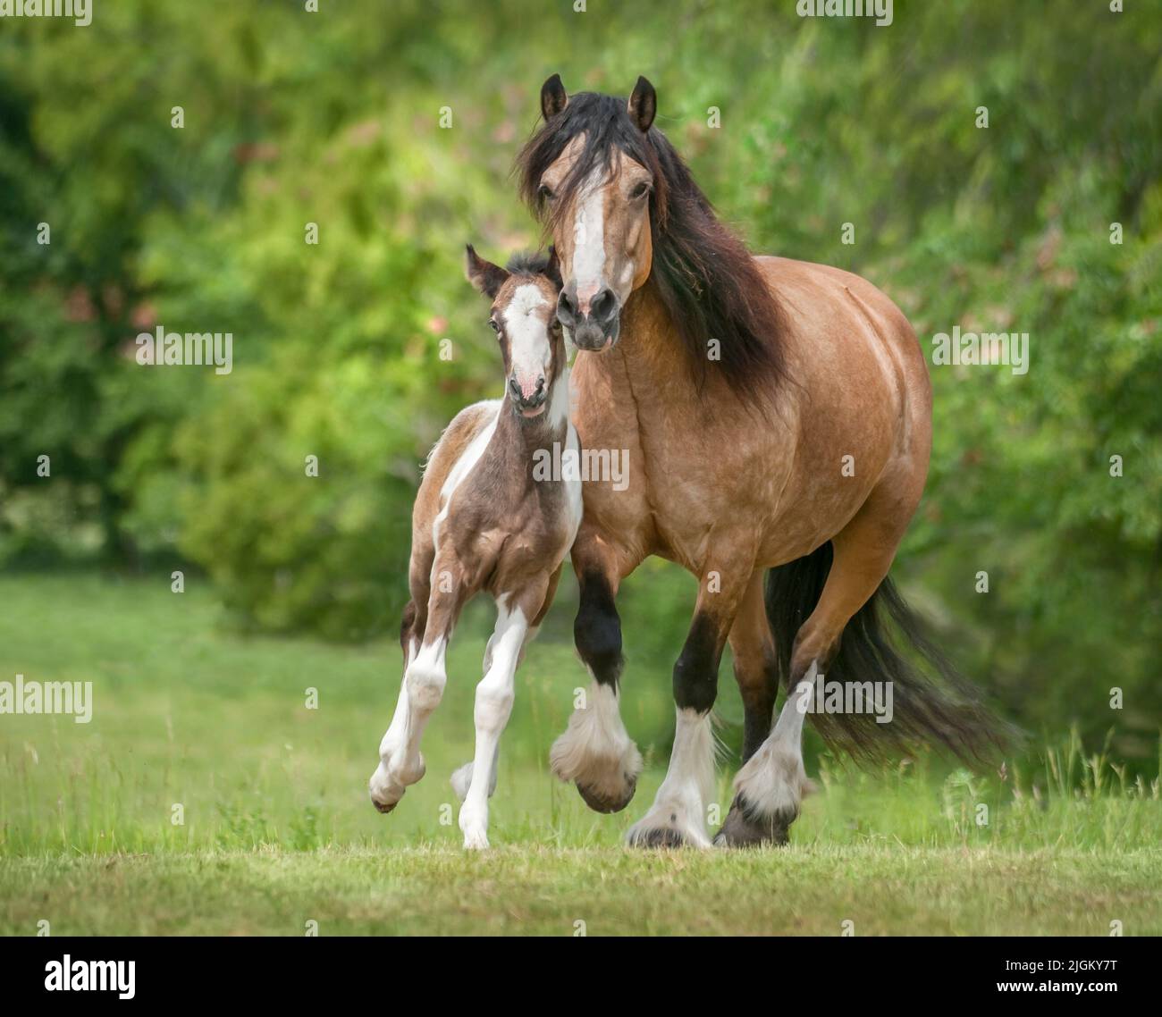Gipsy Vanner Horse mare avec poulain QUI COURT À CÔTÉ Banque D'Images