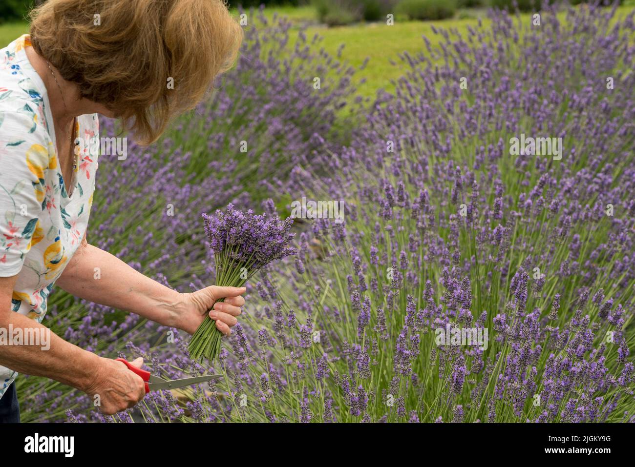 Femme coupant un bouquet de plantes de lavande en fleur d'une ferme de lavande Banque D'Images