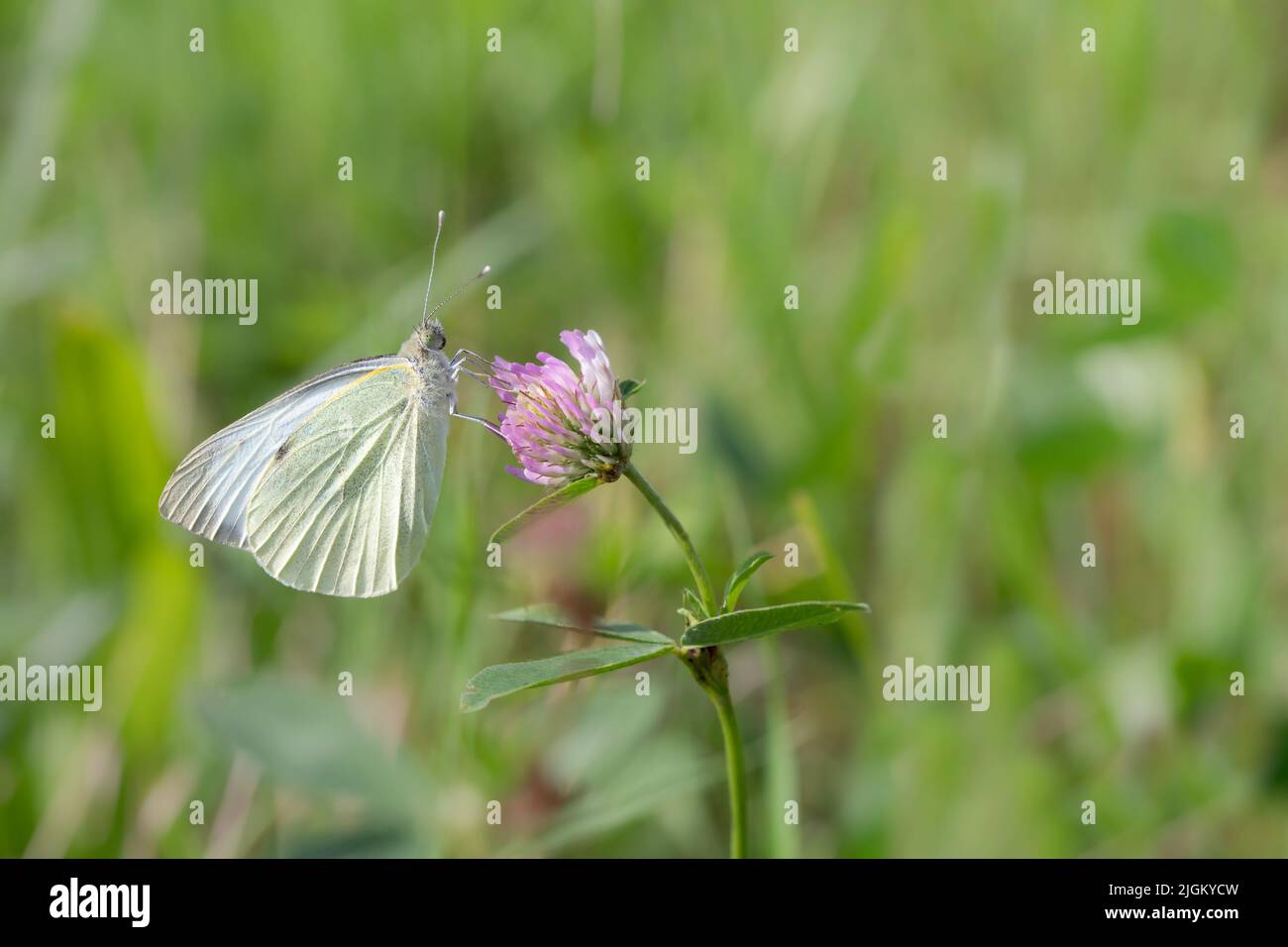 Gros plan d'un papillon avec ailes fermées. Le petit blanc de chou (Pieris rapae) jaune, perché sur une fleur de trèfle sauvage. Banque D'Images