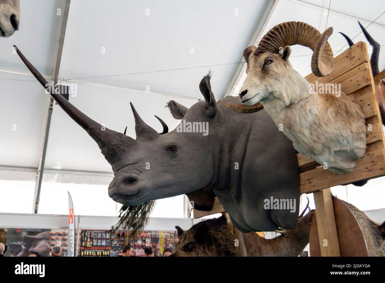 Taxidermy art de préserver le corps de l'animal par le montage ou la farce, à des fins d'exposition ou d'étude. Trophées de chasse. Rhinocéros sur échelle, tête. Banque D'Images