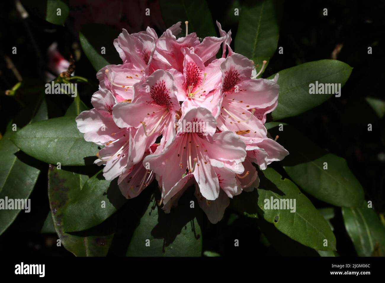 Un groupe de Rhododendrons roses au Sir Harold Hillier Gardens Ampfield Romsey Hampshire Angleterre Banque D'Images