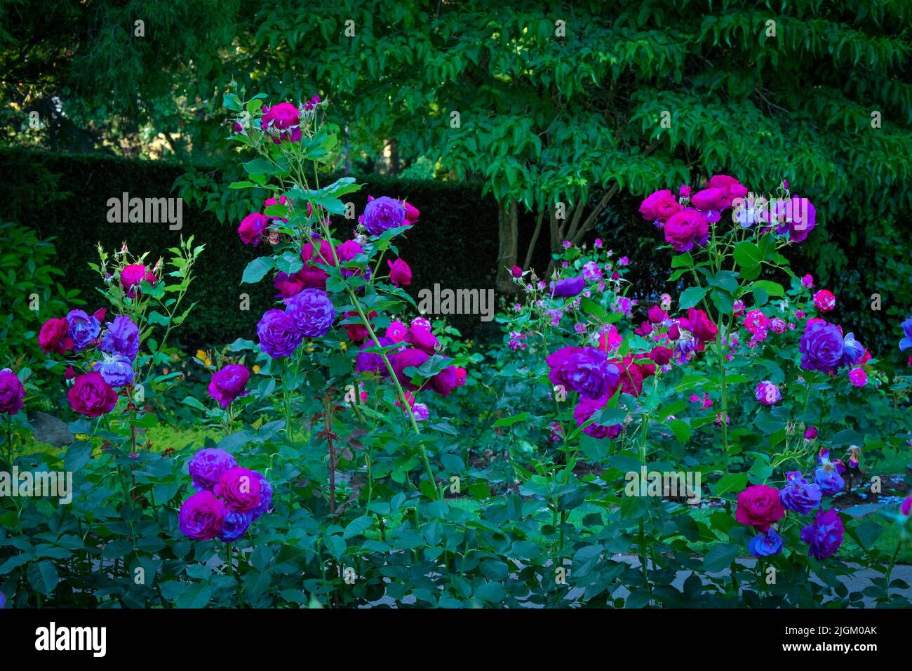 Herb House Rose Garden, Queen’s Park, New Westminster (Colombie-Britannique), Canada Banque D'Images