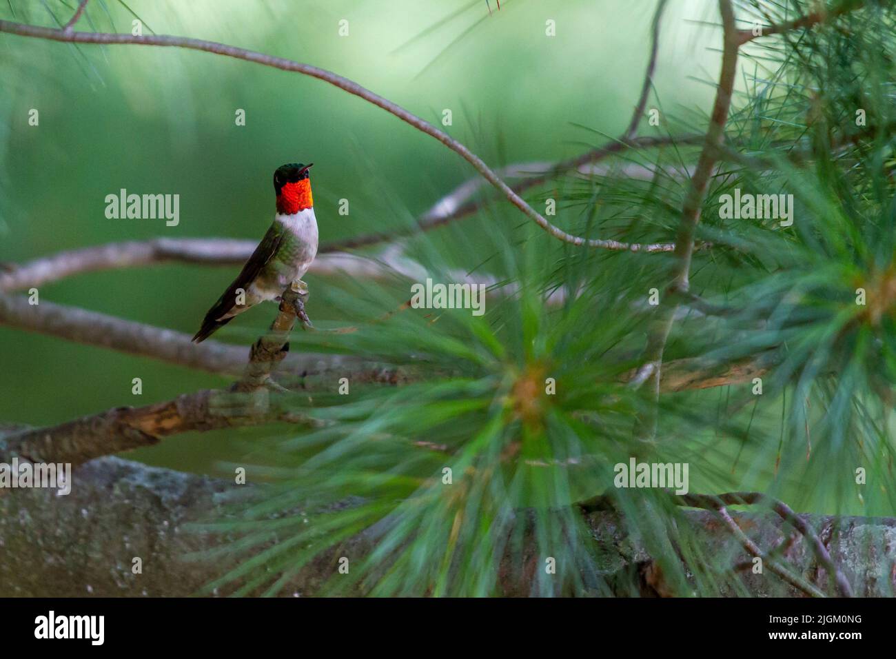 Hummingbird mâle à gorge rubis perché sur un pin au parc national de Pikes Peak à McGregor, Iowa pendant l'été Banque D'Images