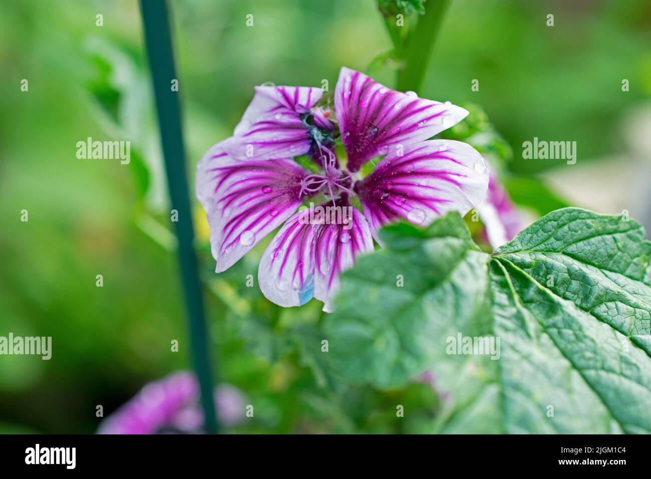 Fleur de malow de couleur violet et blanc (Malva negecta) sur fond flou de feuilles vertes -01 Banque D'Images