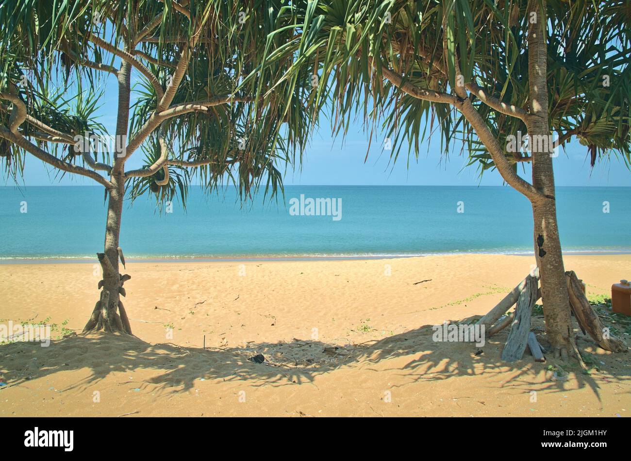 Plantes côtières sur la plage de la mer d'Andaman. Banque D'Images