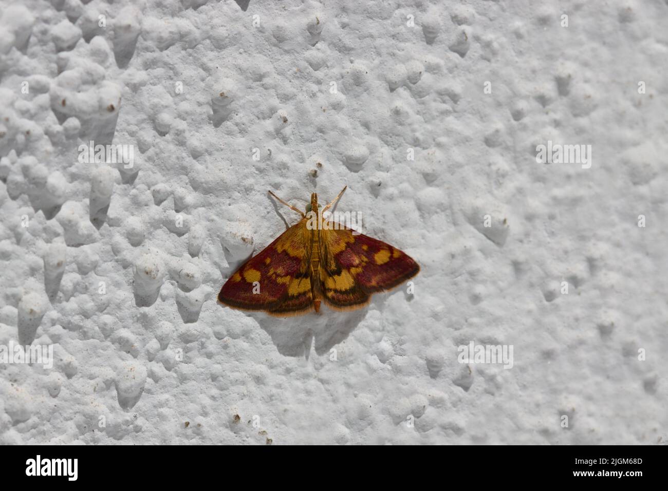 Gros plan d'un papillon à la menthe (pyrausta aurata) de la famille des Crambidés, également connu sous le nom commun petit violet et or sur un mur à crépi blanc Banque D'Images