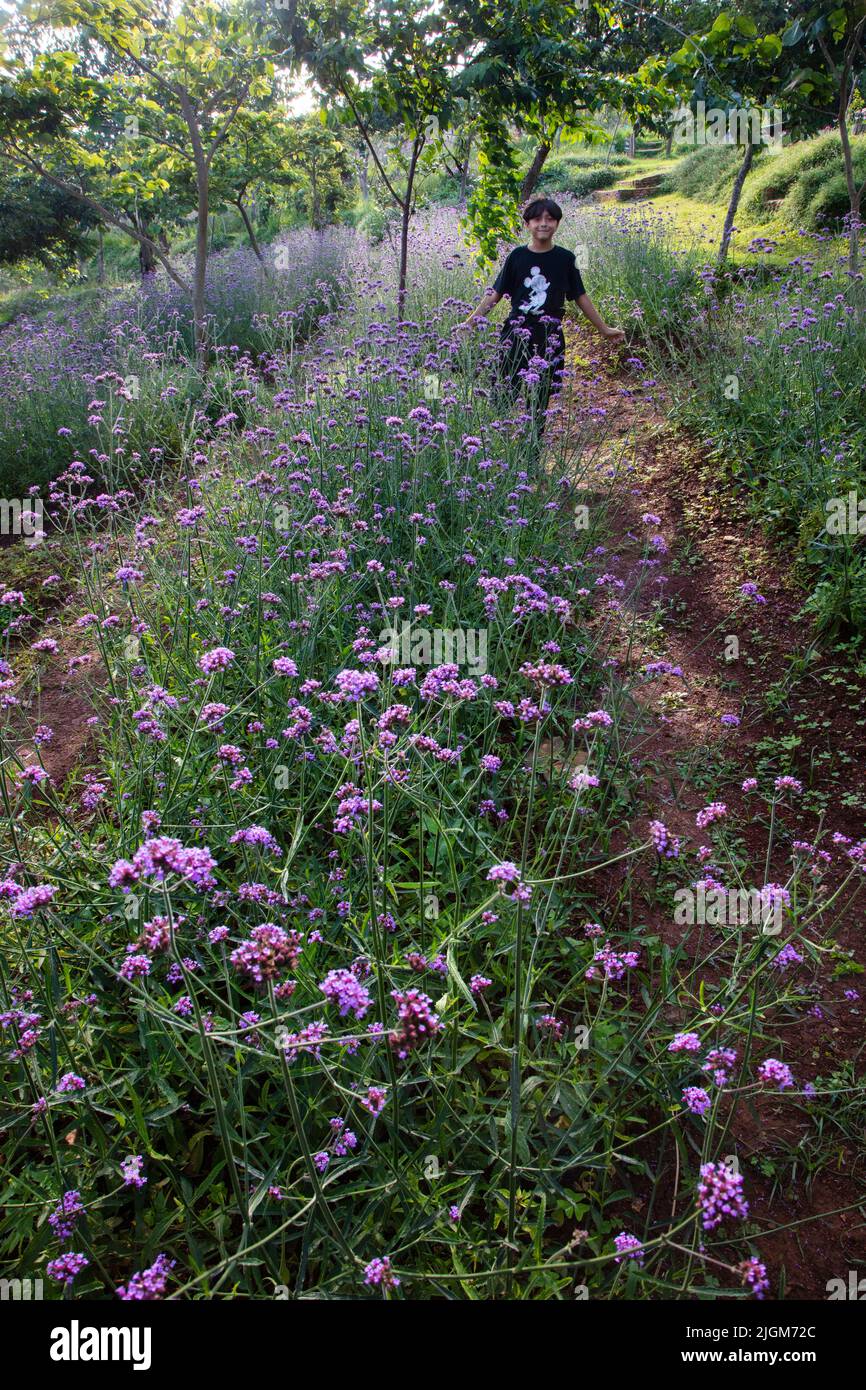 Les fleurs sont cultivées dans les collines du nord de la Thaïlande près DE CHIANG MAI Banque D'Images