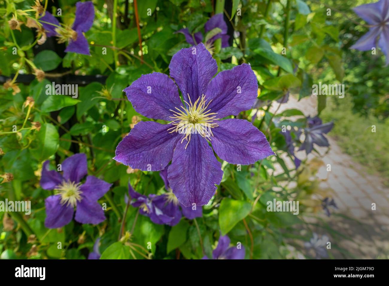 Clematis,Wisley,Bleu,vigoureux, à longue floraison, Clipper à feuilles caduques avec composé, feuilles vert foncé et demi-hochement de tête, à bords ondulés, fleurs bleu-violet wi Banque D'Images