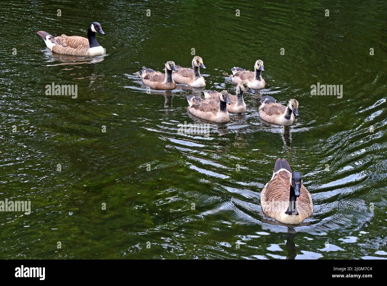 Famille ( gaggle ) d'Oies, sur le canal de Bridgewater, Grappenhall, Warrington, Cheshire, Angleterre, ROYAUME-UNI, WA4 Banque D'Images