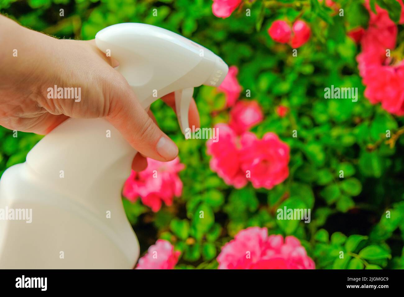 désinfectant pour les roses dans une main sur un fond de fleur. Remède pour les roses des maladies et des ravageurs.Sanitizing Roses. Pulvérisation à la main d'une bouteille dans Banque D'Images