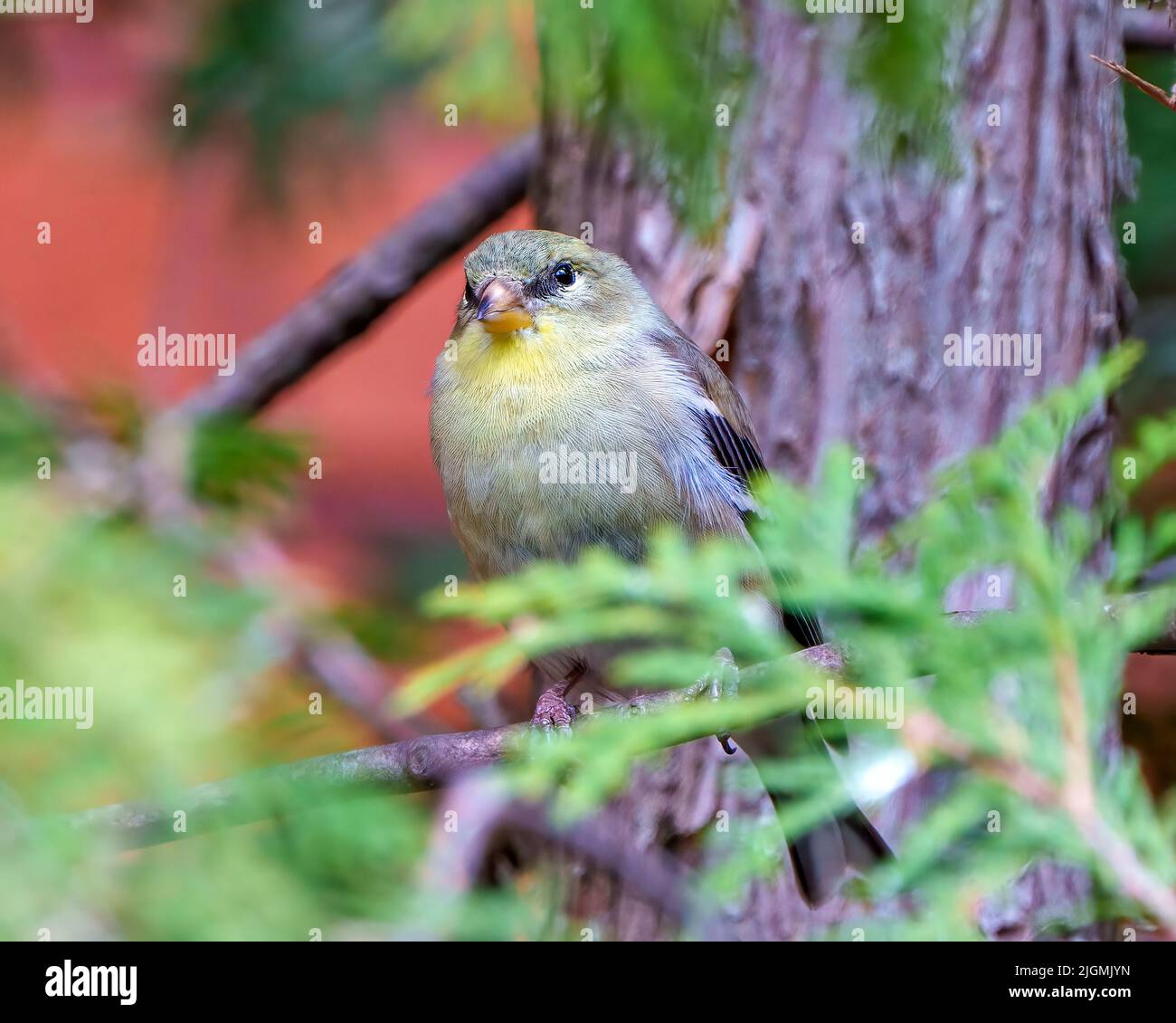 Oiseau de Paruline jaune perché sur une branche avec un arrière-plan flou dans son environnement et son habitat entourant la plume de plumage jaune. Banque D'Images