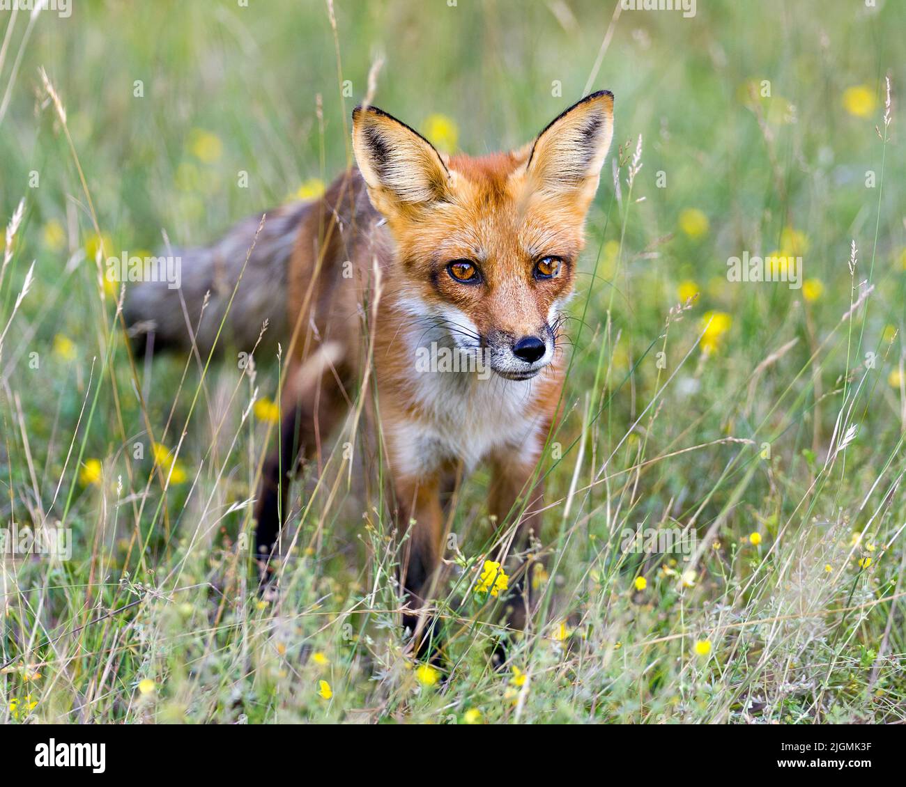 Tête de renard rouge en gros plan regardant la caméra avec des fleurs sauvages jaunes de fond et de premier plan, dans son environnement et son habitat environnant. Image. Banque D'Images