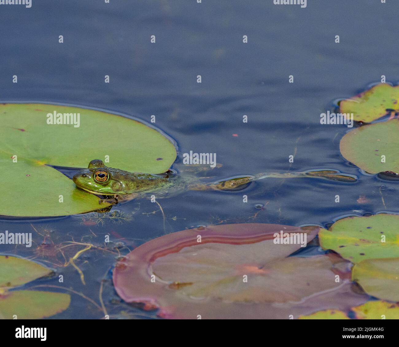 Grenouille nageant dans l'eau avec des coussins de nénuphars et montrant le corps, la tête, les jambes, les yeux et appréciant son environnement et son habitat environnant,. Banque D'Images