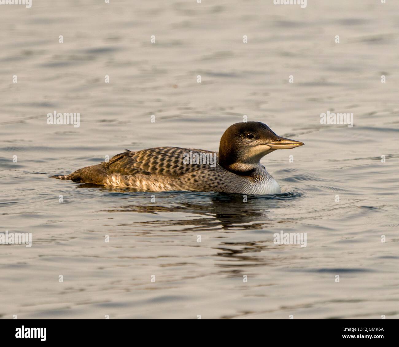 Loon commun jeune oiseau immature nageant dans son environnement et son habitat environnant, affichant son plumage de plumes en phase de croissance. Loon photo. Banque D'Images Loon commun jeune oiseau immature nageant dans son environnement et son habitat environnant, affichant son plumage de plumes en phase de croissance. Loon photo. Banque D'Images