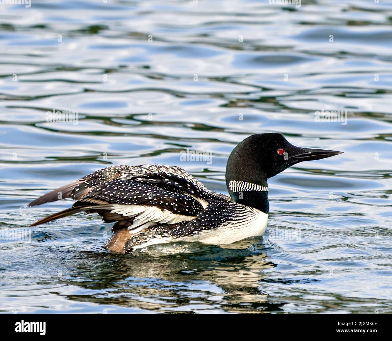 Loon commun mâle avec une eau avec des ailes de propagation dans son environnement et son habitat environnant. Image Loon. Portrait. Image. Ailes de battement. Gain SPAN Banque D'Images Loon commun mâle avec une eau avec des ailes de propagation dans son environnement et son habitat environnant. Image Loon. Portrait. Image. Ailes de battement. Gain SPAN Banque D'Images