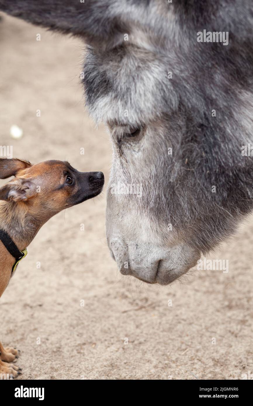 Un petit chien brun se fait connaître et embrasser un âne gris dans une ferme d'ânes. Gros plan. Chien terrier jouet. La vie rurale avec les animaux. Banque D'Images