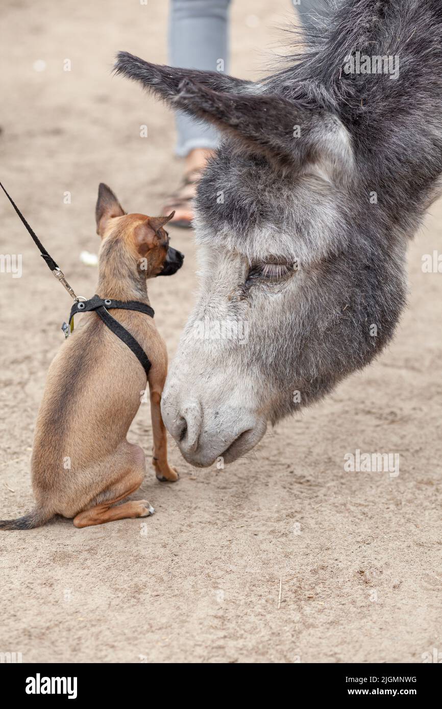 Un petit chien brun se fait connaître et embrasser un âne gris dans une ferme d'ânes. Gros plan. Chien terrier jouet. La vie rurale avec les animaux. Banque D'Images