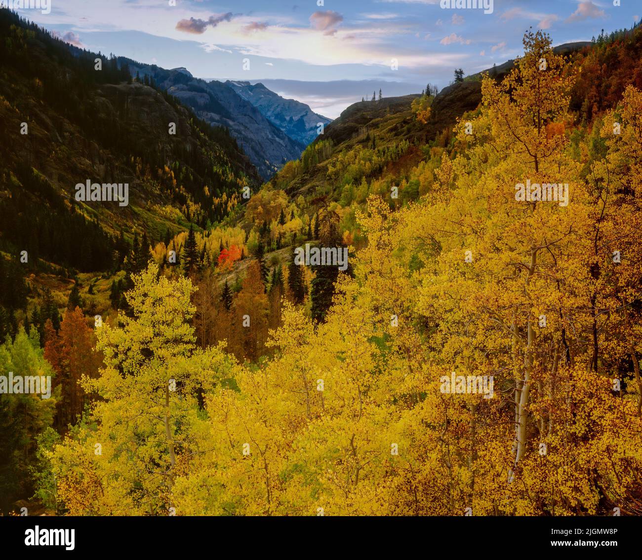 Aspen, Populus tremula, Mineral Canyon, forêt nationale d'Uncompahgre, Colorado Banque D'Images