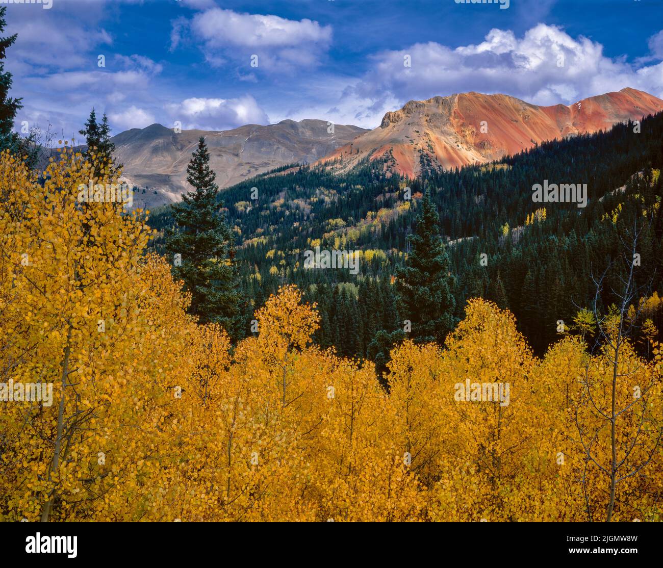Aspens, Red Cloud Peak, forêt nationale d'Uncompahgre, Colorado Banque D'Images