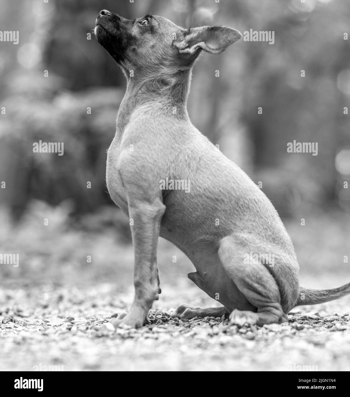 Un beau petit chien de terrier en peluche à l'extérieur, le jour ensoleillé de l'été. Chiot marchant et jouant dans la nature Banque D'Images