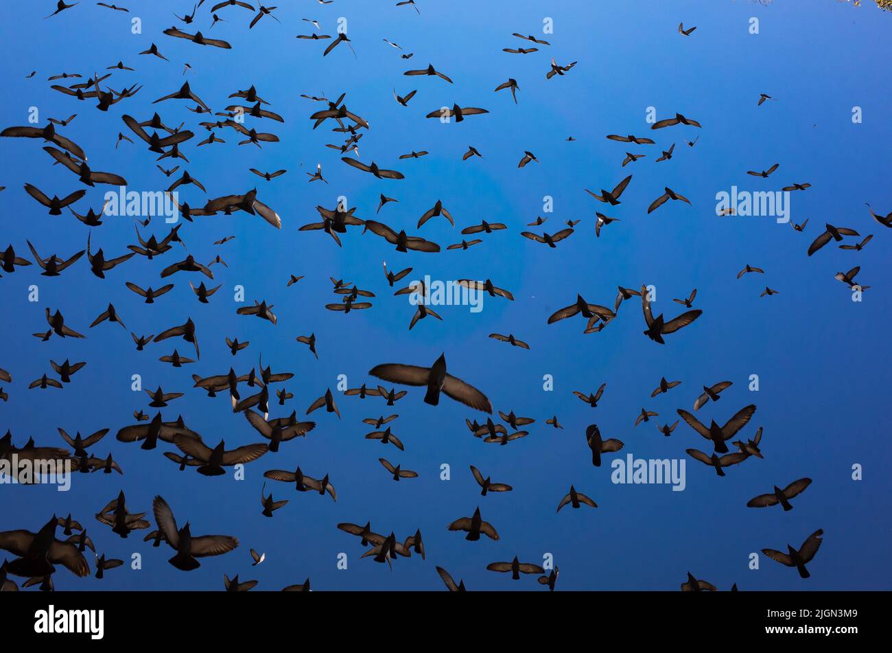 les ailes sur l'ombre font un grand motif Banque D'Images