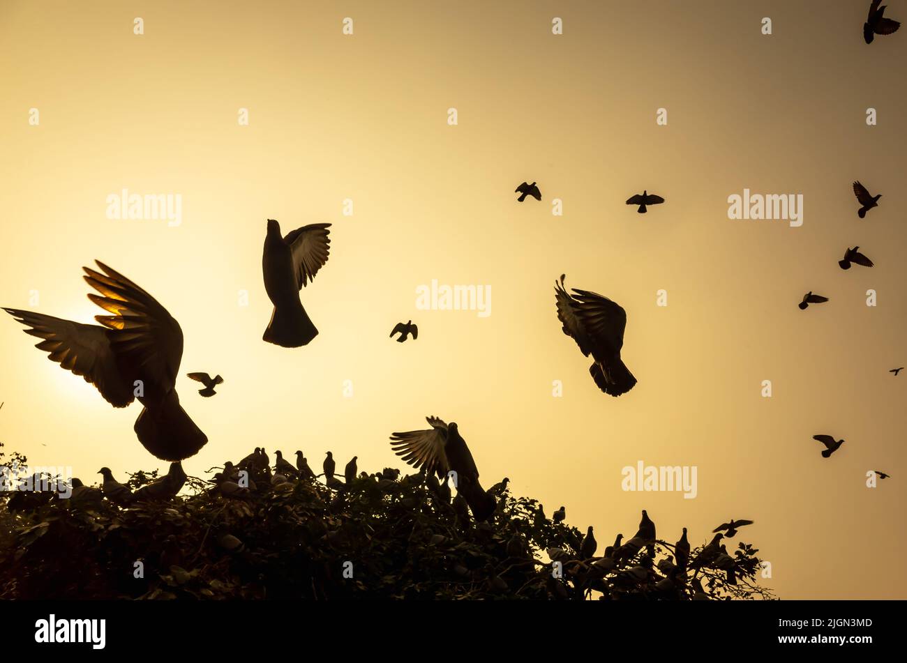 les ailes sur l'ombre font un grand motif Banque D'Images