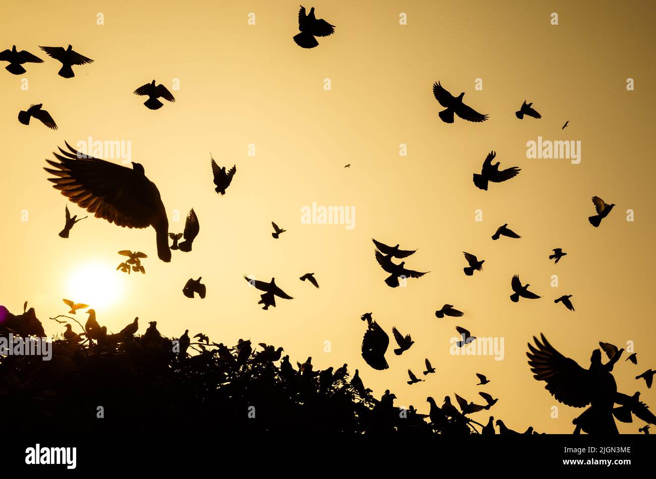 les ailes sur l'ombre font un grand motif Banque D'Images